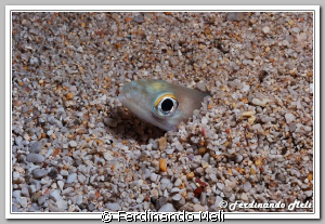 A little fish (Ariosoma balearicum) buried inside the san... by Ferdinando Meli 